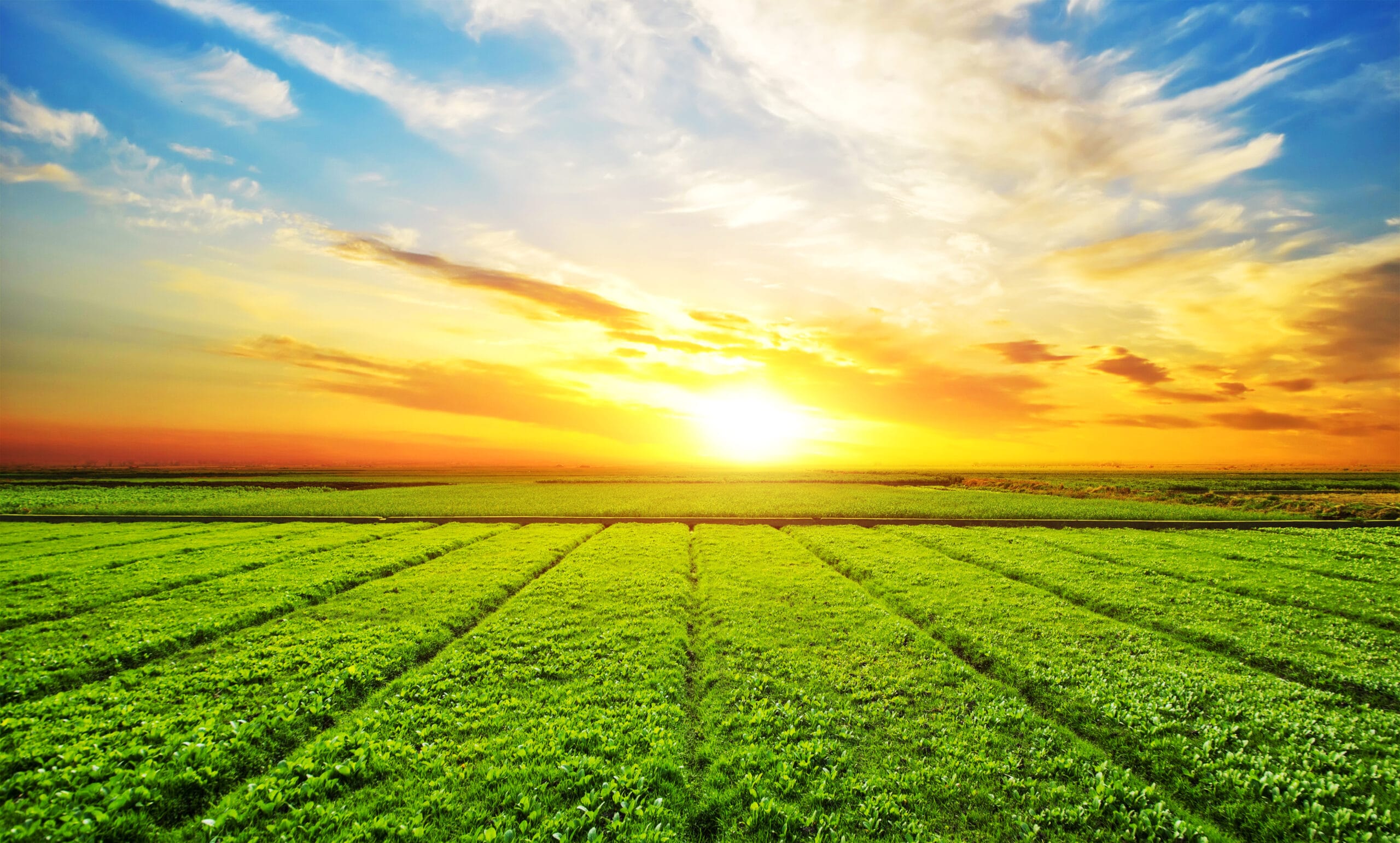 Sunset, sunrise, sun over rural countryside wheat field. Late spring, early summer