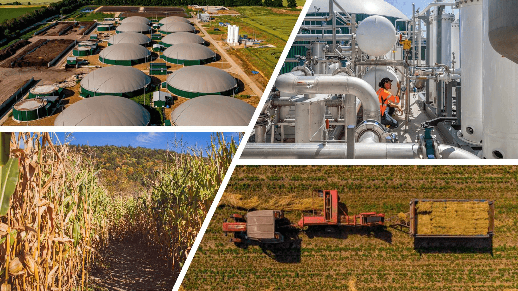 A Bioenergia na Rota do Hidrogênio de Baixo Carbono