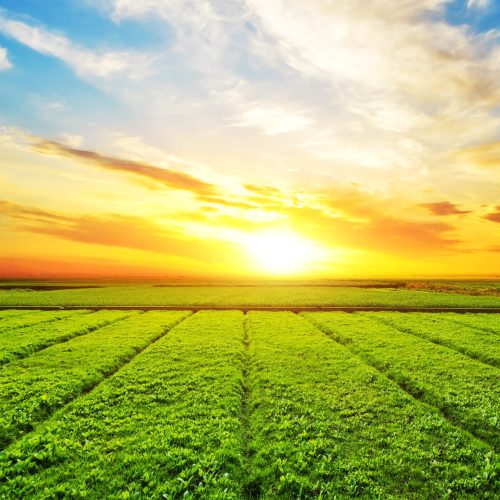 Sunset, sunrise, sun over rural countryside wheat field. Late spring, early summer