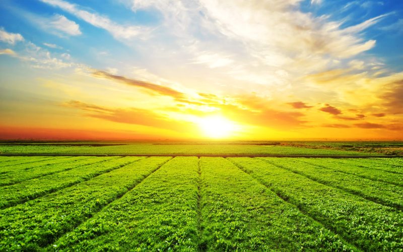 Sunset, sunrise, sun over rural countryside wheat field. Late spring, early summer